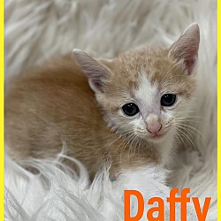 Photo of Daffy