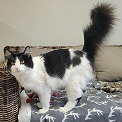 Photo of Puffin