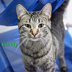 Thumbnail photo of Candy #1