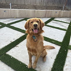 Stockton retrievers new arrivals