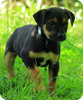 jack russell german shepherd mix puppy