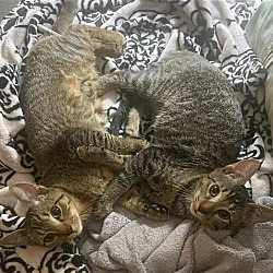 Photo of Dumpling and Dim Sum (bonded brothers)