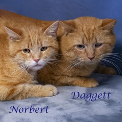 Thumbnail photo of Norbert (C24-002) #4