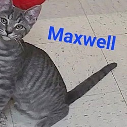 Thumbnail photo of Maxwell #3