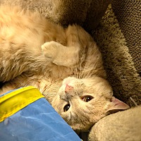 adopt a pet