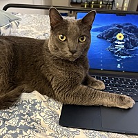 adopt a pet