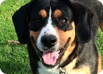 labrador bernese mountain dog