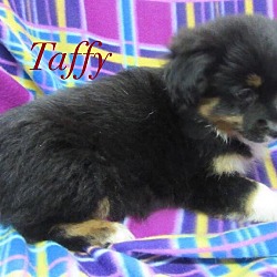 Thumbnail photo of Taffy #3