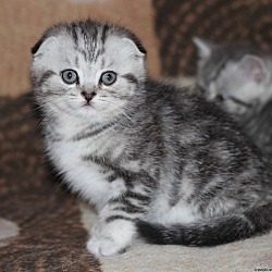 Photo of Scottish Fold