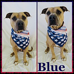 Thumbnail photo of Blue - Pawsitive Direction #4