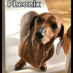 Thumbnail photo of Pheonix #2
