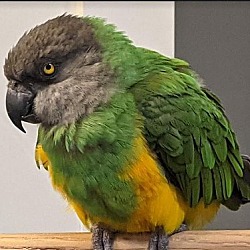 Thumbnail photo of Kiwee #1
