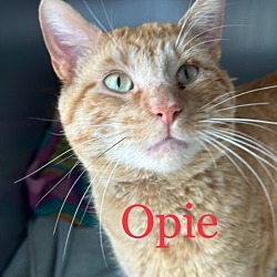 Photo of Opie Cat