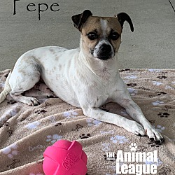 Thumbnail photo of Pepe #2