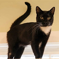 Photo of Sirena