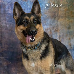 Photo of Athena