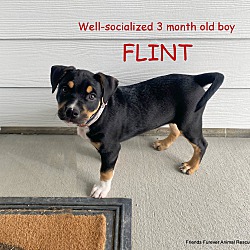 Photo of FLINT