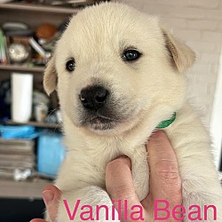 Thumbnail photo of Vanilla Bean #2