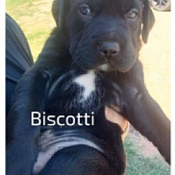 Thumbnail photo of Biscotti ***RESCUE CENTER*** #3