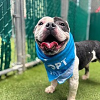 adopt a pet