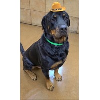 adopt-pet
