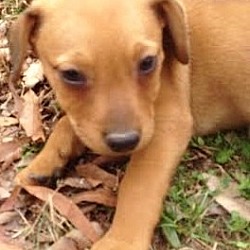 Thumbnail photo of Iggy, adorable beagle heeler #1