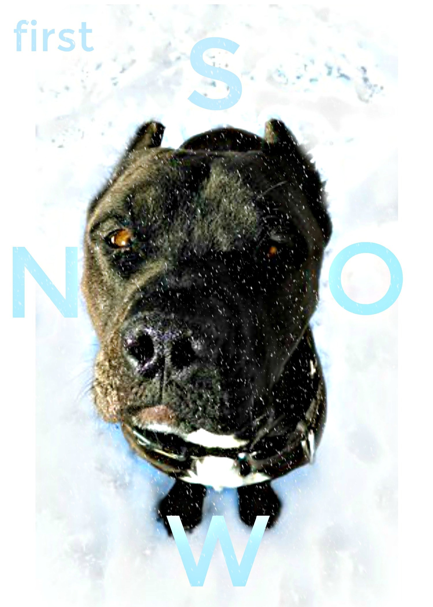 Des Moines Ia Cane Corso Meet Thor A Pet For Adoption