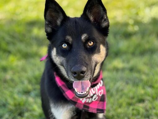 Pueblo, CO - German Shepherd Dog. Meet ELVIRA a Pet for Adoption ...