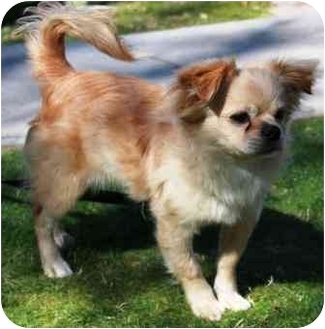 lhasa apso cross chihuahua puppies for sale