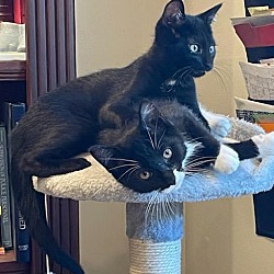 Photo of Elton & Percy-foster care