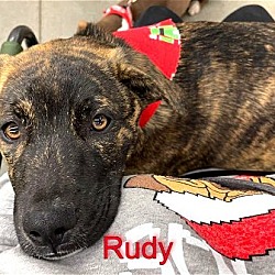 Thumbnail photo of Rudy #4