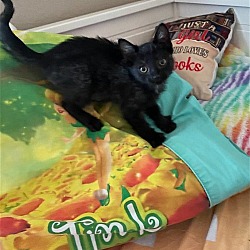 Thumbnail photo of Tink #1