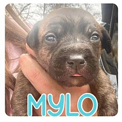 Thumbnail photo of Mylo #4