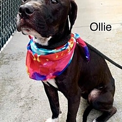 Thumbnail photo of Ollie #2