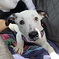 adopt a pet