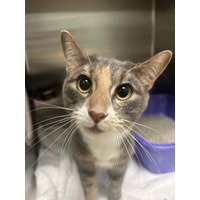 adopt-pet