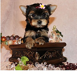Photo of Yorkshire Terrier