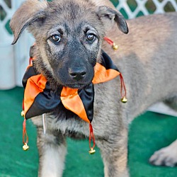 Thumbnail photo of Coyote-pending adoption #1