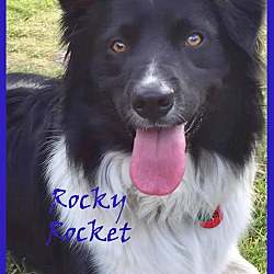 Thumbnail photo of ROCKY #3