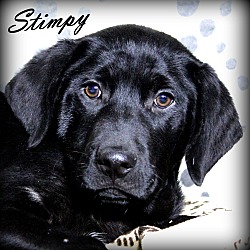 Thumbnail photo of Stimpy ~ meet me! #1