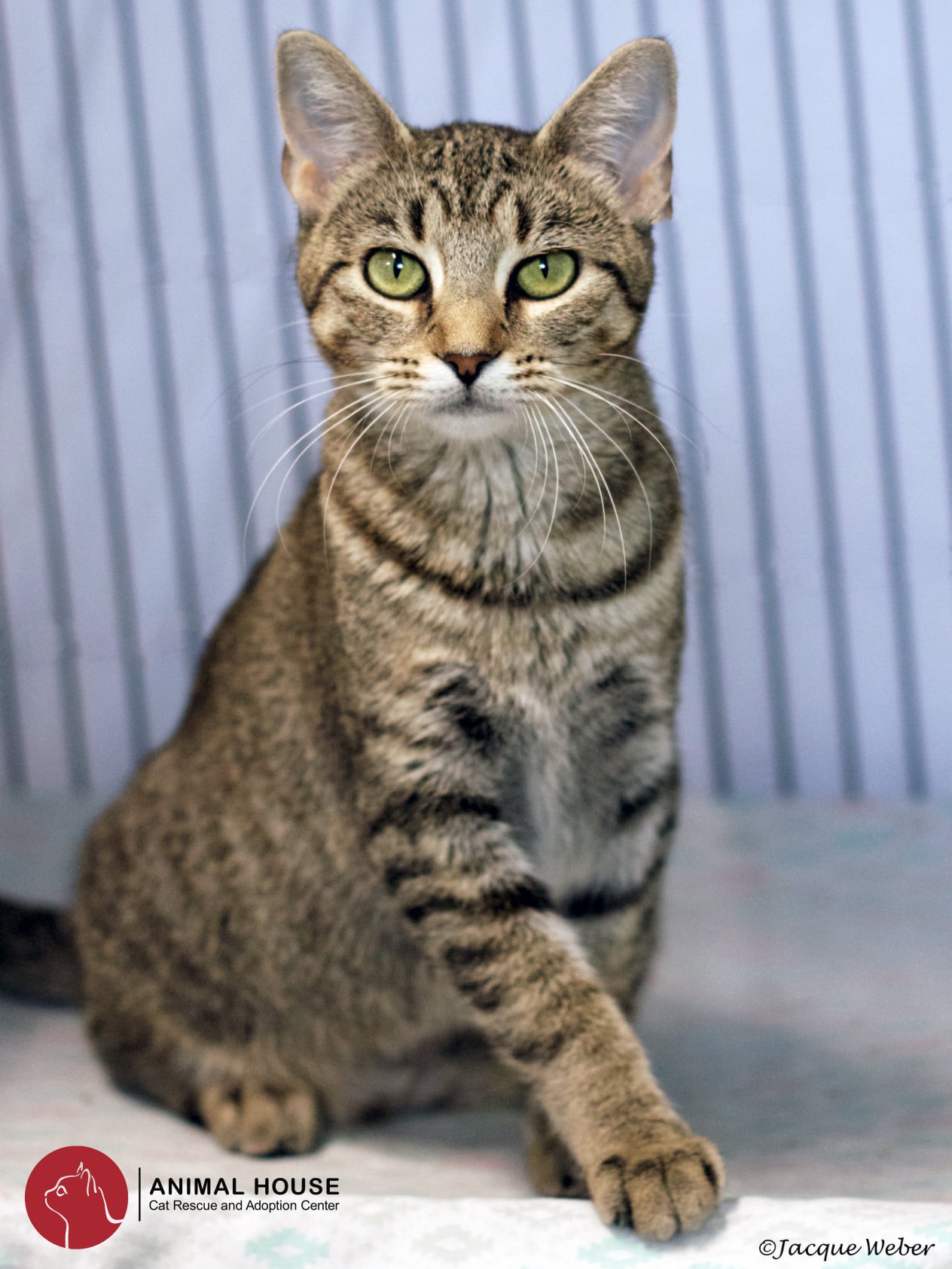 animal house cat rescue and adoption center