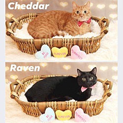 Thumbnail photo of Cheddar & Raven #1