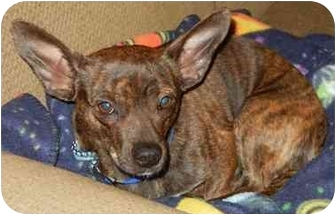 Houston, TX - French Bulldog. Meet Joey a Pet for Adoption.