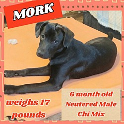 Thumbnail photo of Mork #1