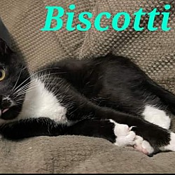 Photo of Biscotti