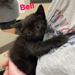 Thumbnail photo of Bell #1