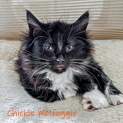 Thumbnail photo of Chickie McNuggie #1