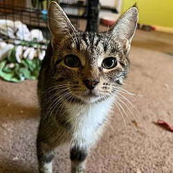 bonded pet photo