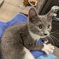 adopt a pet