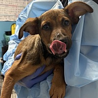 adopt a pet